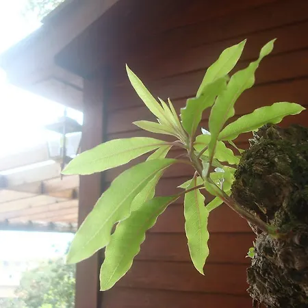 Casa vacanze A Cabana Prainha (Sao Roque do Pico)